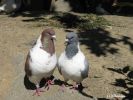 2pigeons