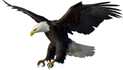 aigle