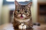 chat