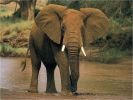 elephant2