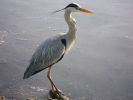heron