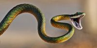 snake