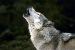 wolf-2